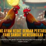 Rahasia Ayam Bangkok: Senjata Utama Sabung Ayam SV388
