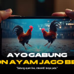 Mengenal Ayam Bangkok SV388, Rajanya Sabung Ayam Online
