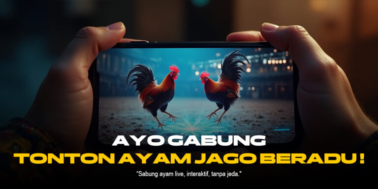 Mengenal Ayam Bangkok SV388, Rajanya Sabung Ayam Online
