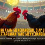Jenama Ayam Petarung S128: Ratu Sabung Ayam Online