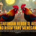 Mengenal Ayam Bangkok: Raja Sabung Ayam dengan Odds Terbaik di SV388
