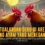Mengenal Jenis Ayam Bangkok Putih dalam Dunia Sabung Ayam