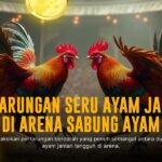 Mengenal Ayam Bangkok: Raja Sabung Ayam dengan Odds Menarik