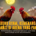 Rahasia Ayam Bangkok di Dunia Sabung Ayam SV388